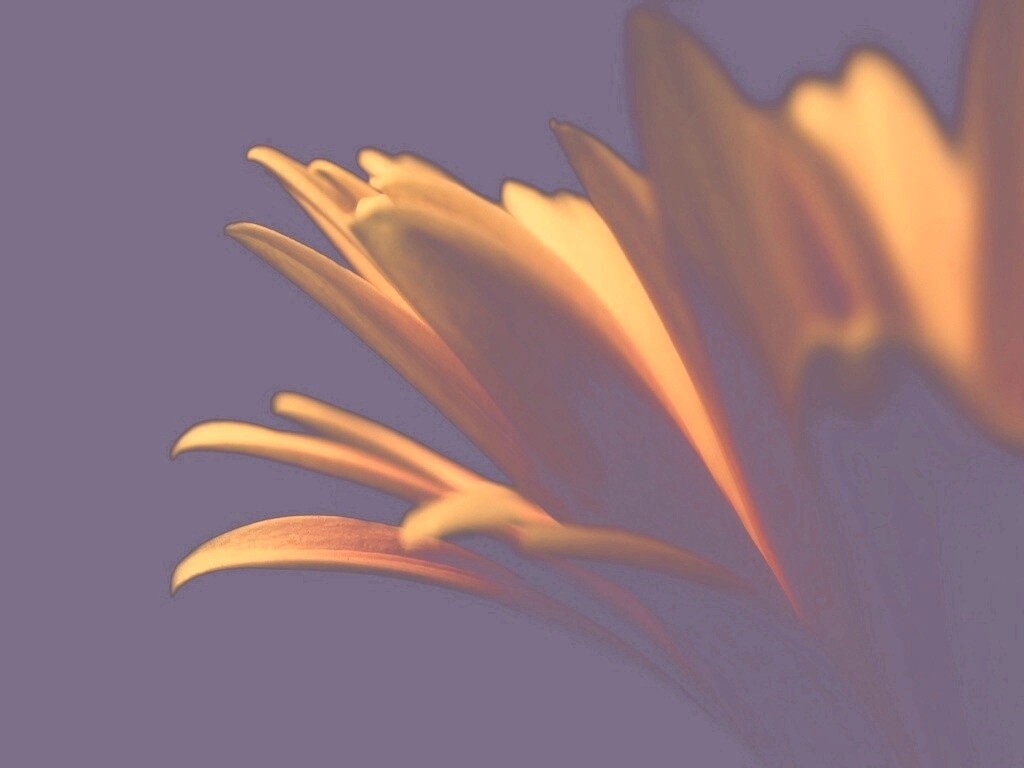 Гербера обои