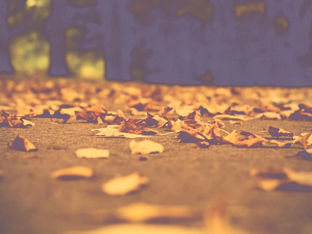 Дорога в листьях  обои