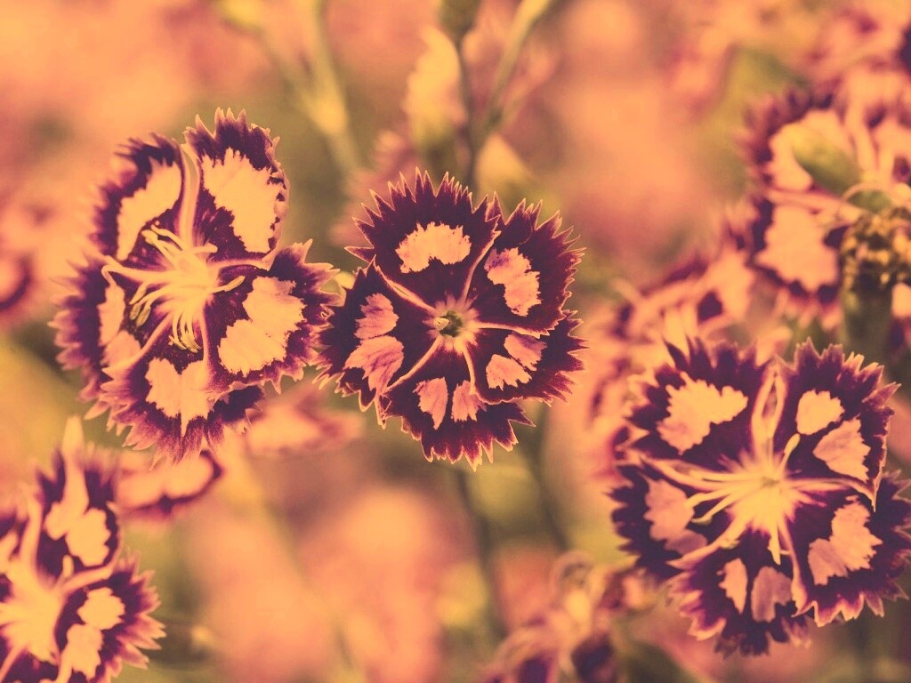 Неизвестные науке цветы обои