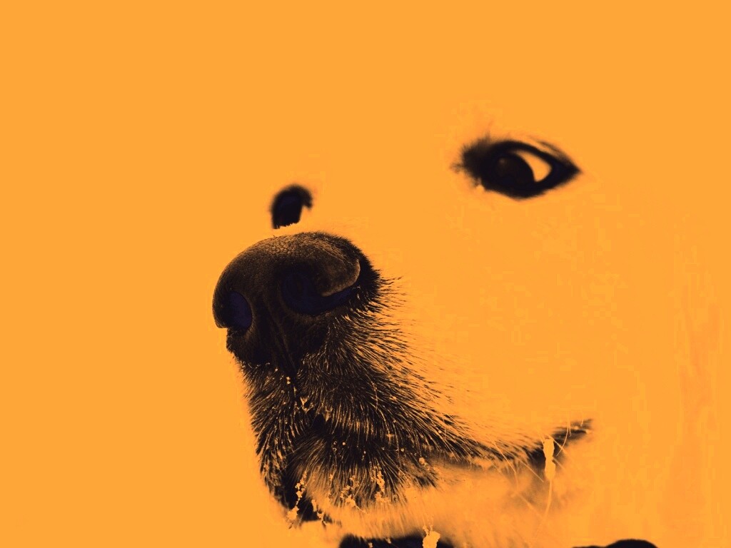 Белый пёсик обои