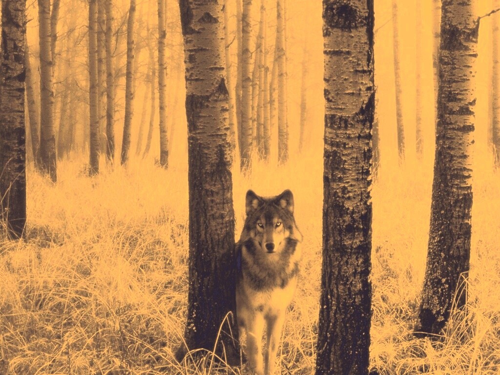 Волк в лесу обои