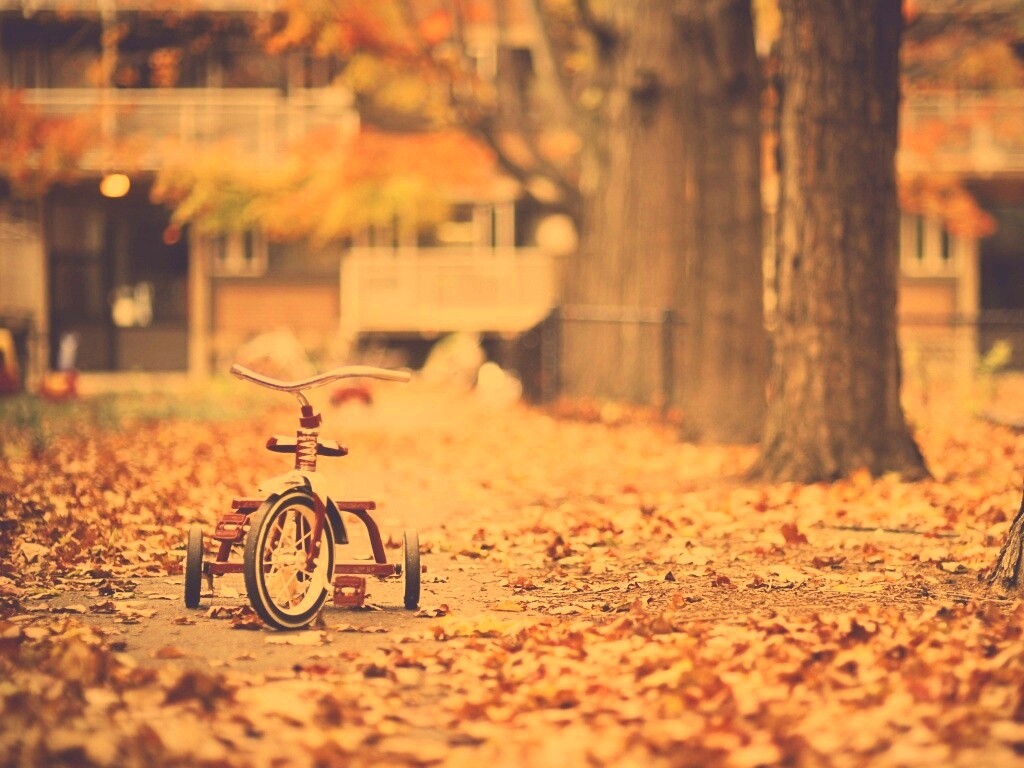 Трёхколёсный друг на осенней дорожке обои