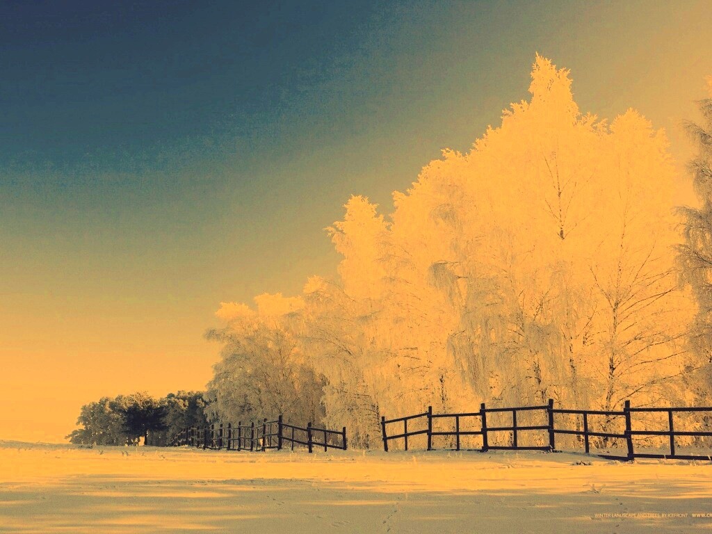 Зимний лес обои