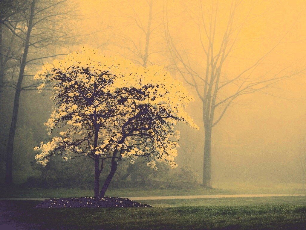 Цветущее дерево обои