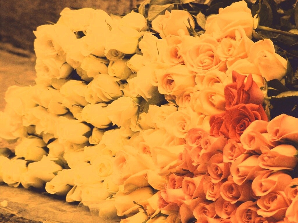 Букеты светлых роз обои