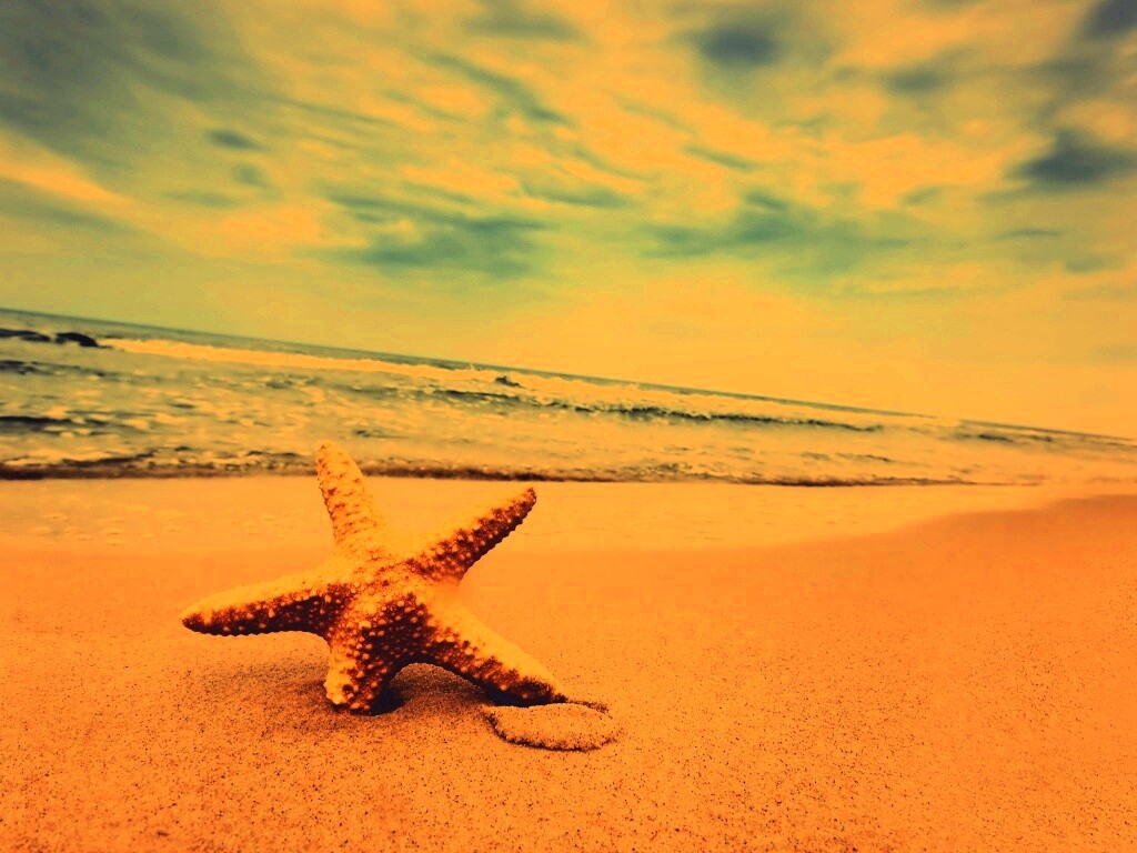 Морская звезда в песке обои
