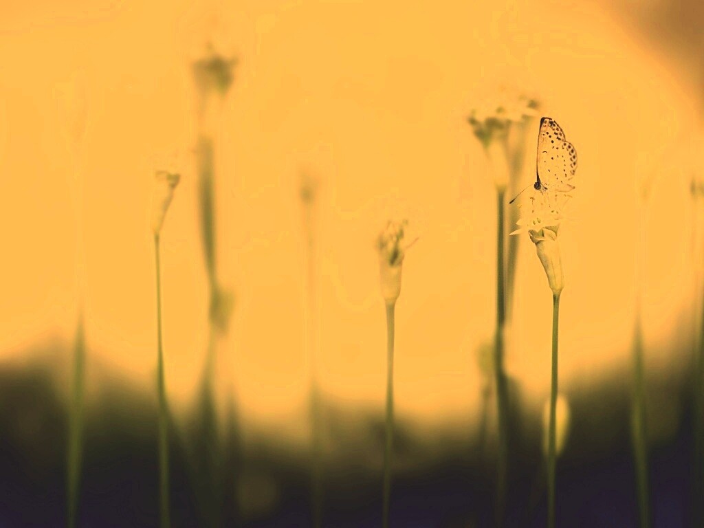 Бабочка на цветке обои