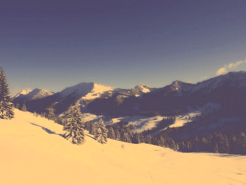 Лес в горах обои