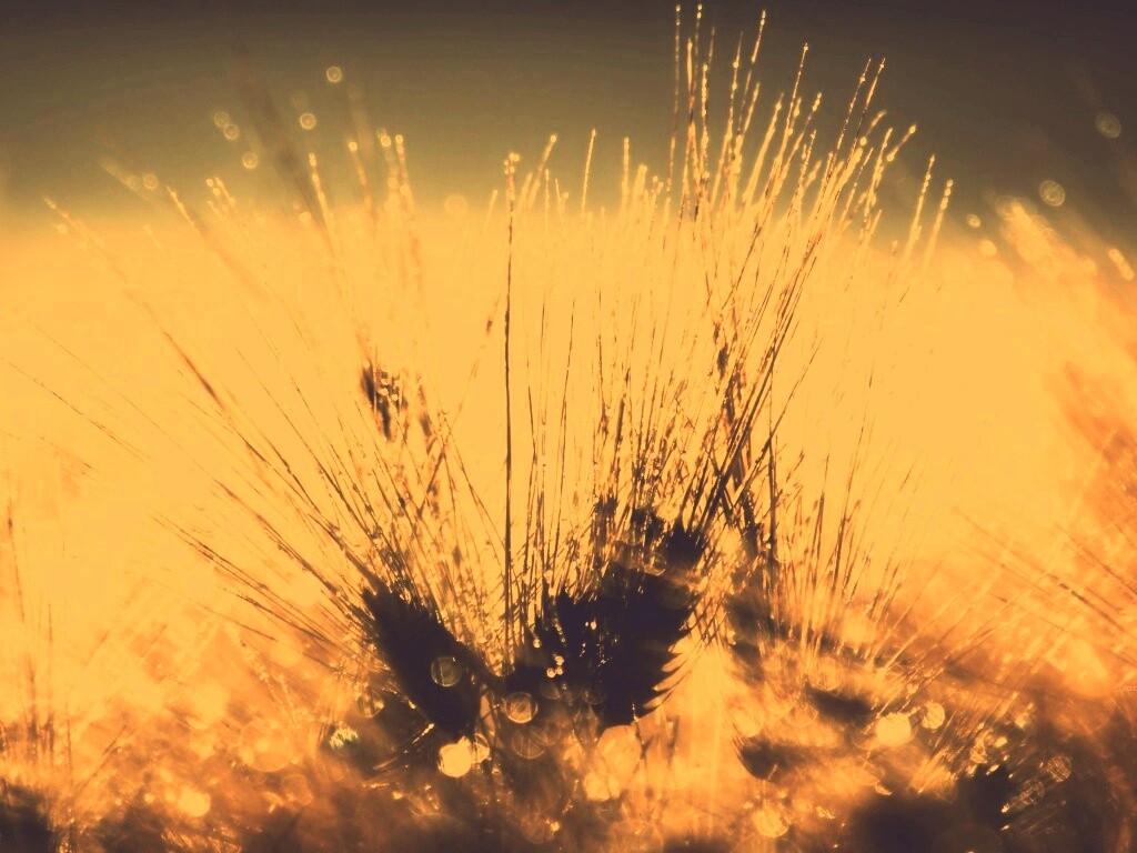 Трава на солнце обои