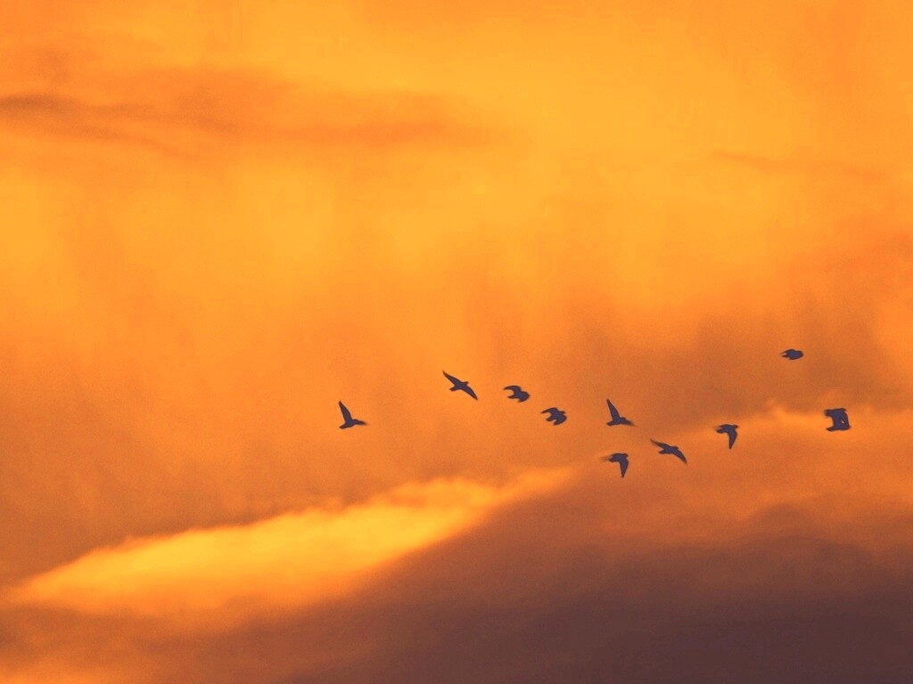 Птицы летят в закатном небе обои