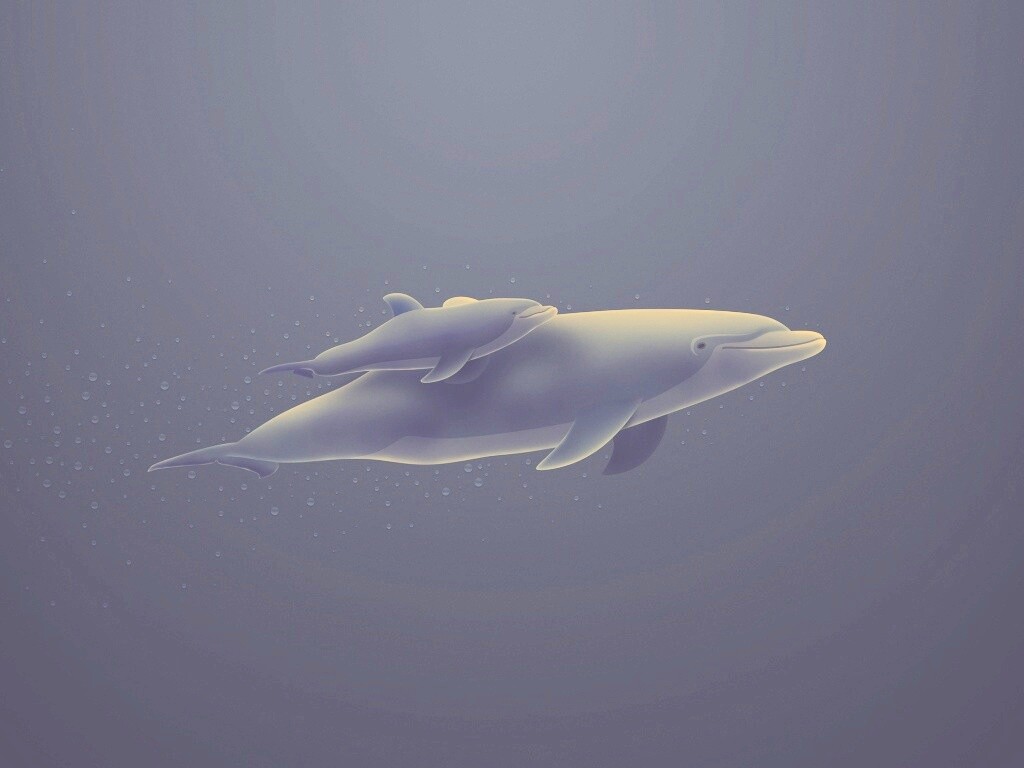 Дельфин и дельфиненок обои