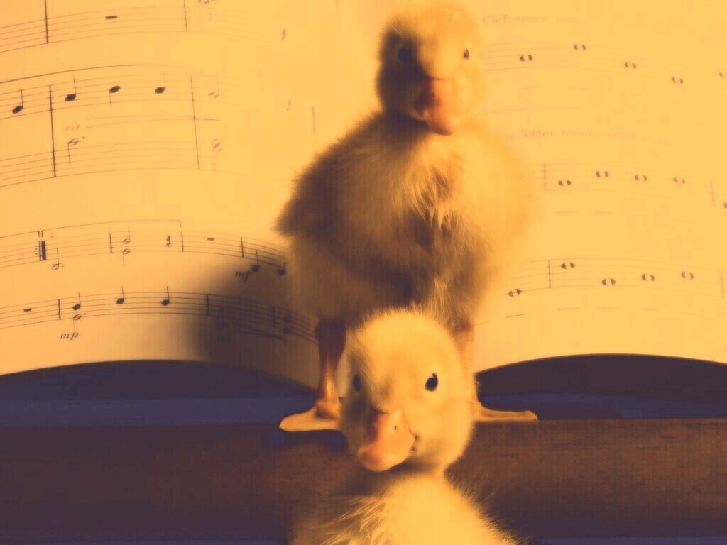 Музыкальные утята обои