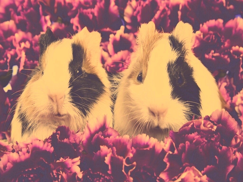 Морские свинки в гвоздиках обои