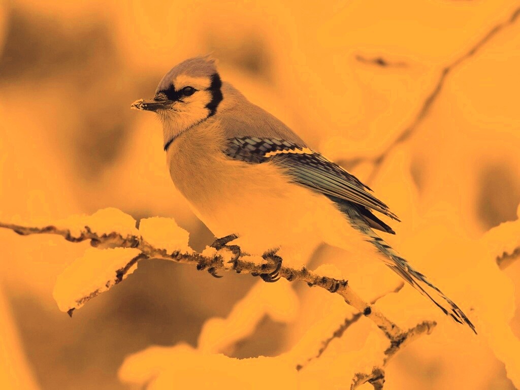 Маленькая синяя птичка обои