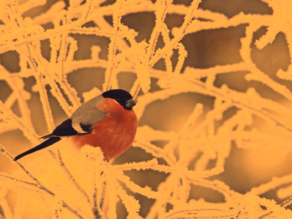 Снегирь на ветке обои