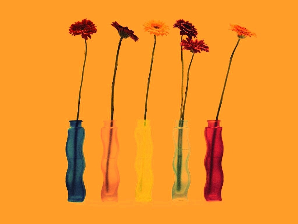 Герберы в изогнутых вазах обои