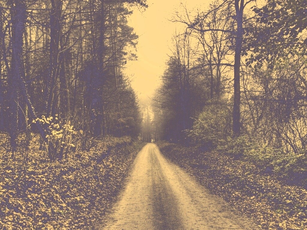 Дорога через лес обои