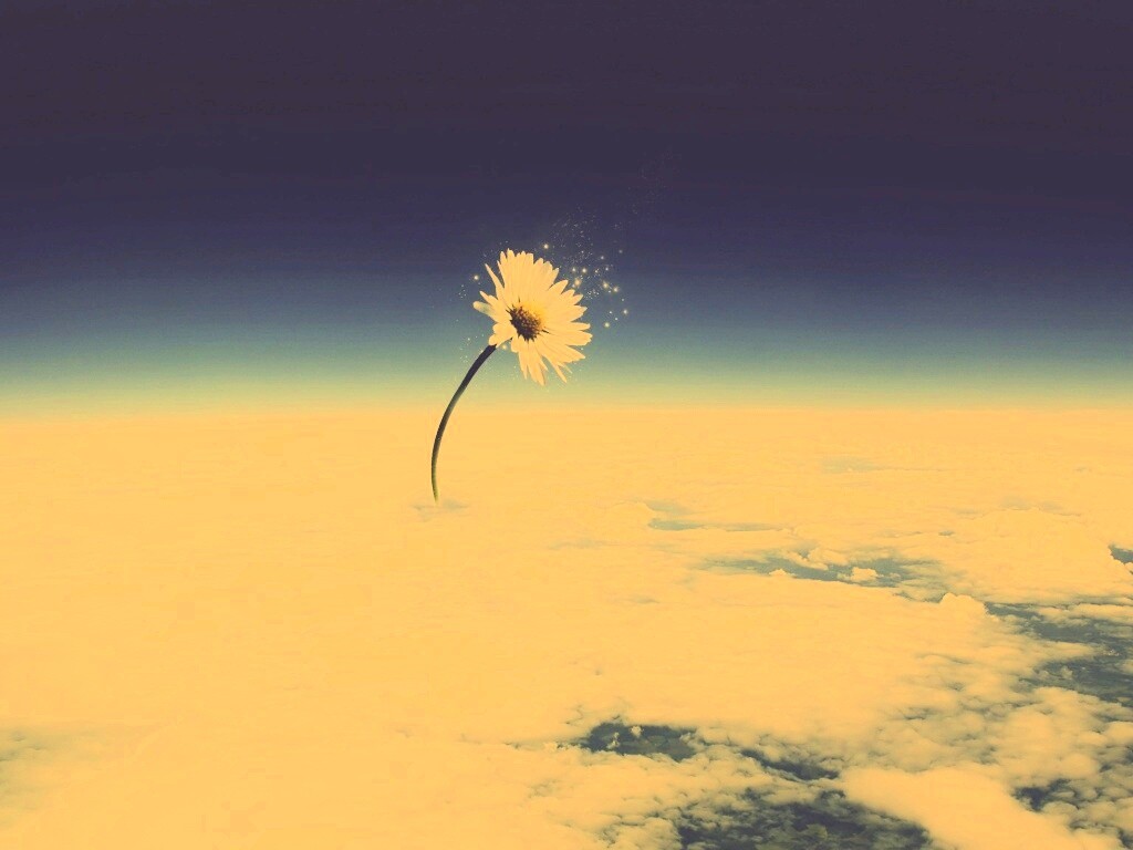 Ромашка в стратосфере обои