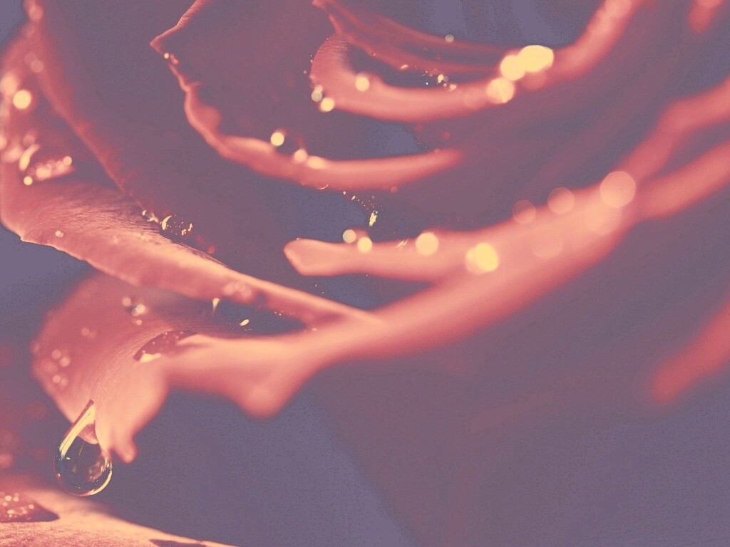 Капли на лепестках розы обои