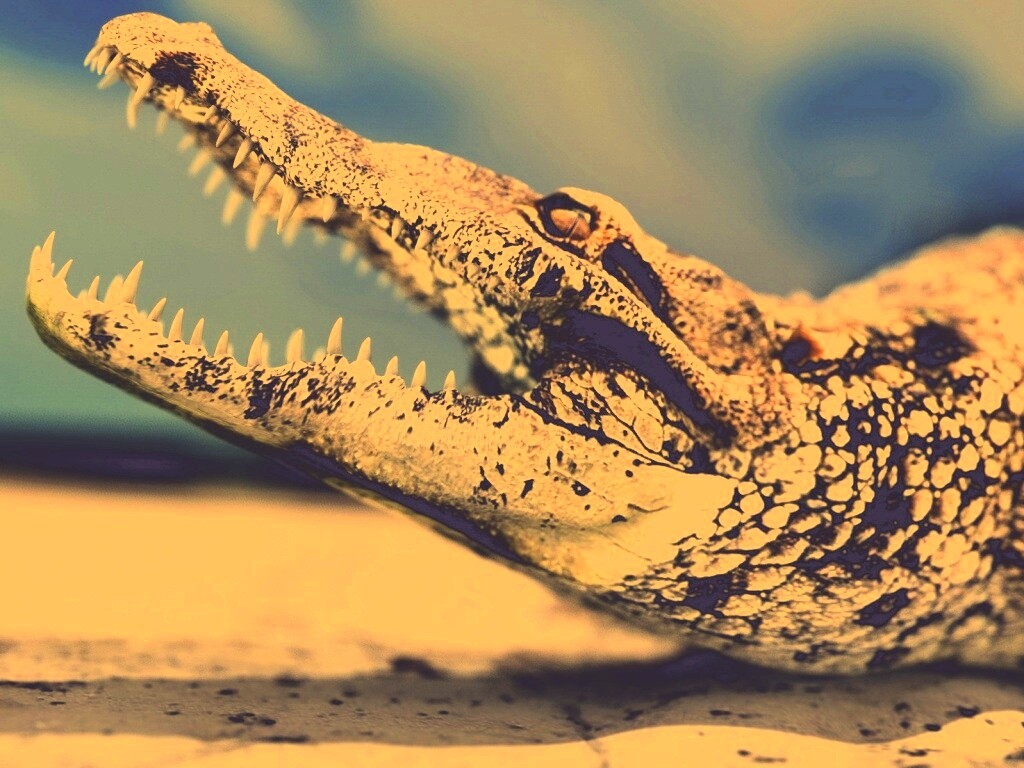 Крокодил разинул пасть обои
