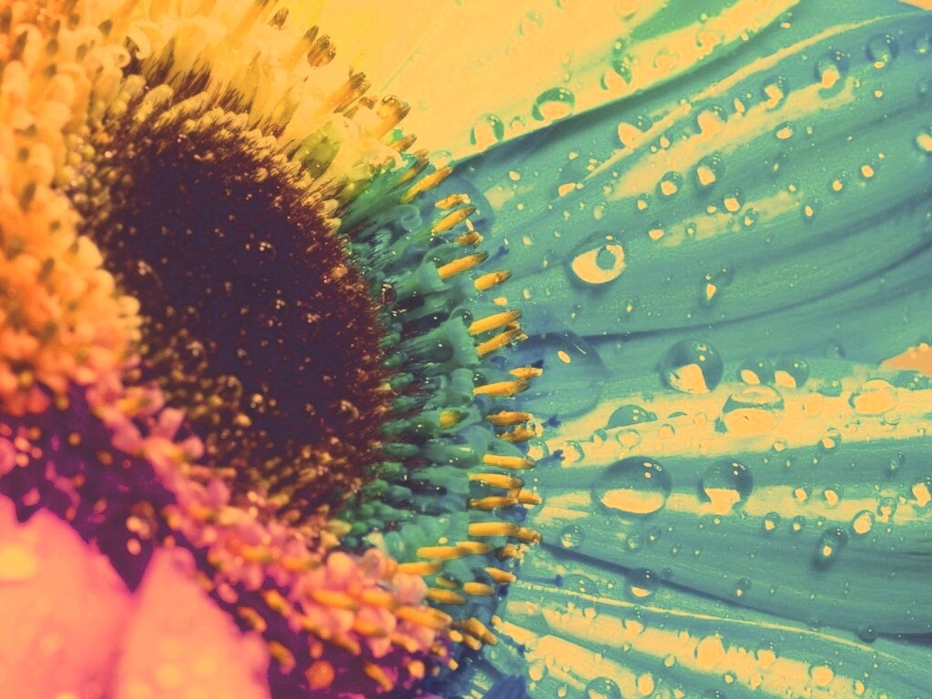 Цветик семицветик обои