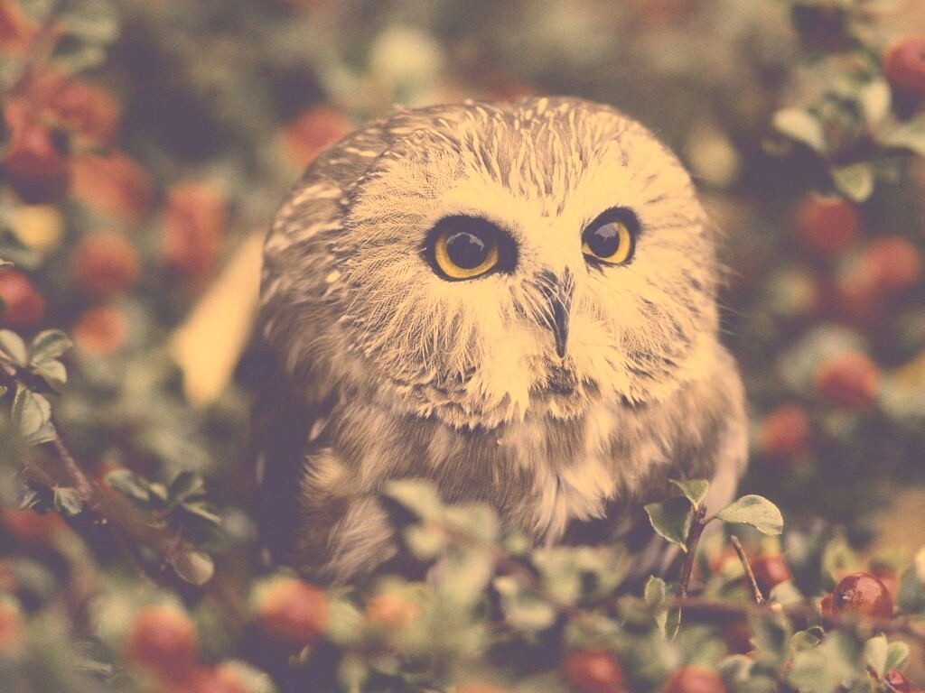 Маленькая сова в ягодах обои