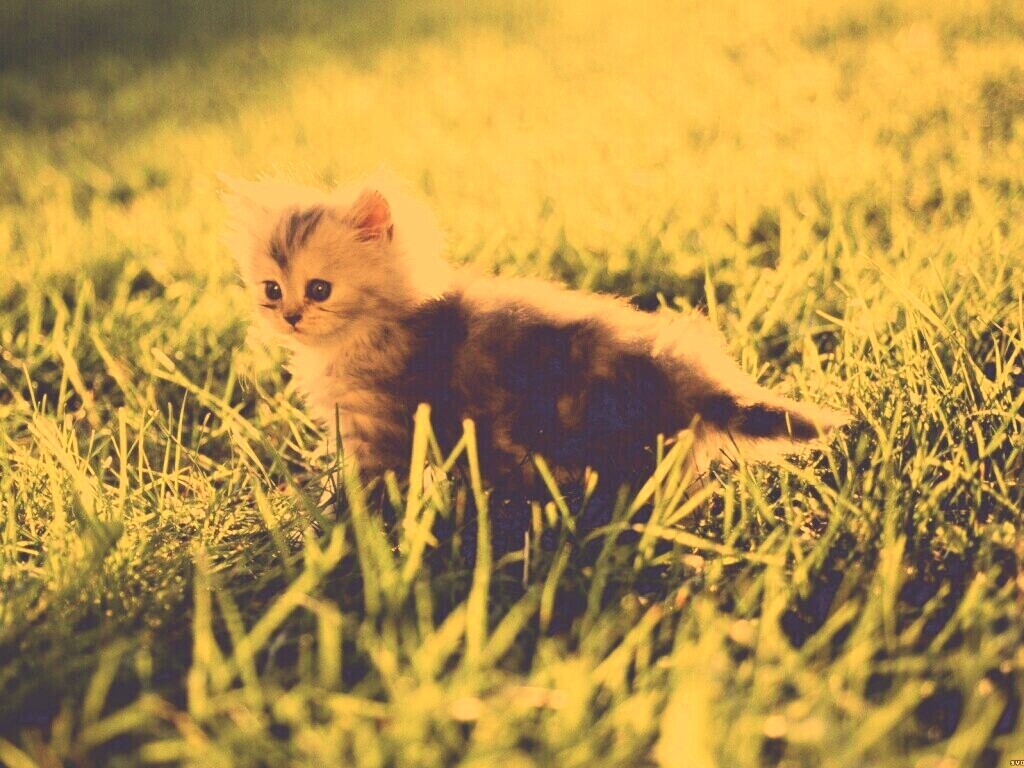 Котёнок в траве обои