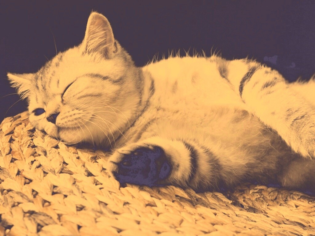 Пушистый кот спит на корзине обои