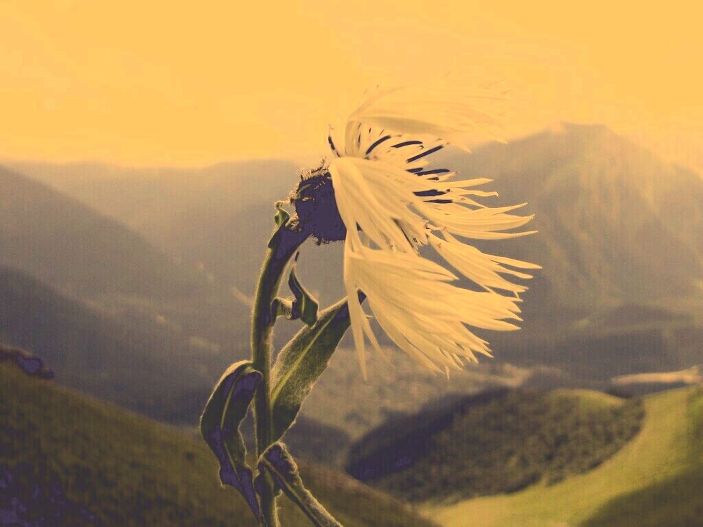 Горный цветок обои