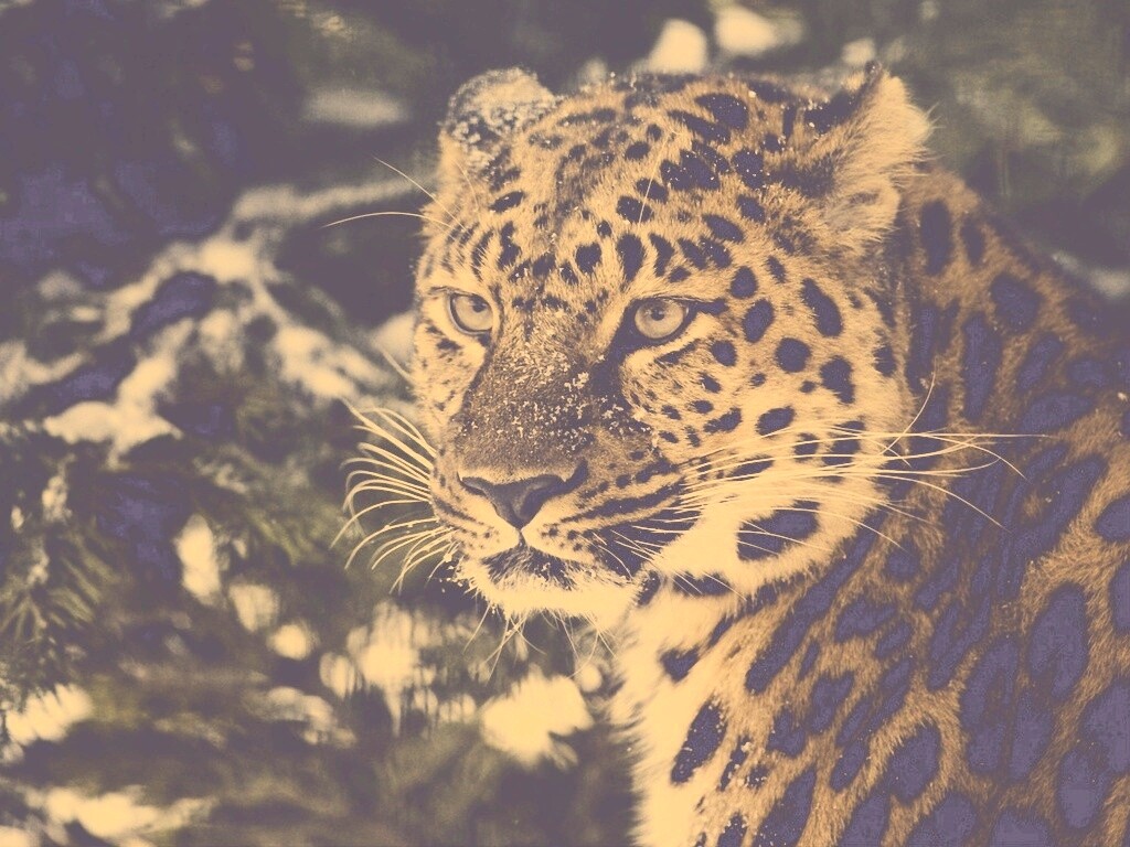 Леопард у заснеженной ели обои