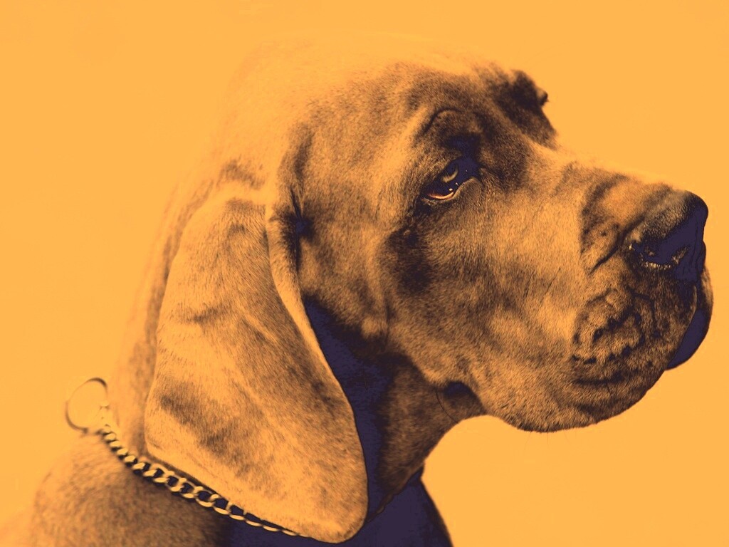 Грустная собака обои