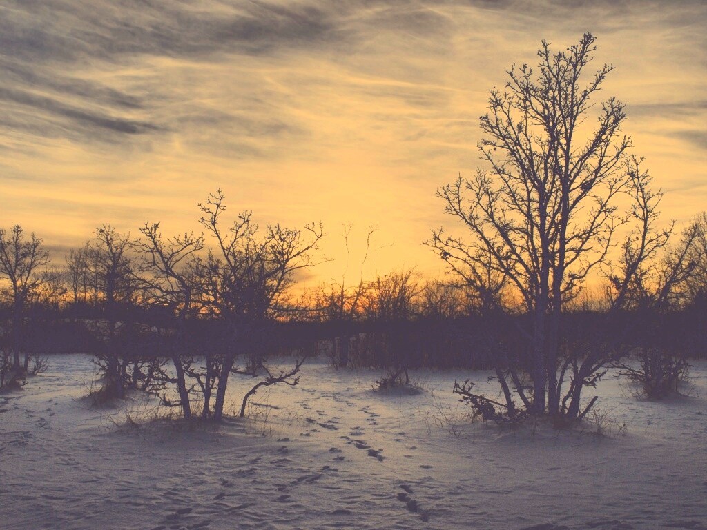Закат в зимнем лесу обои