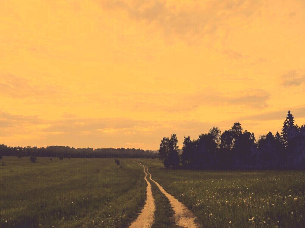 Дорога к лесу обои