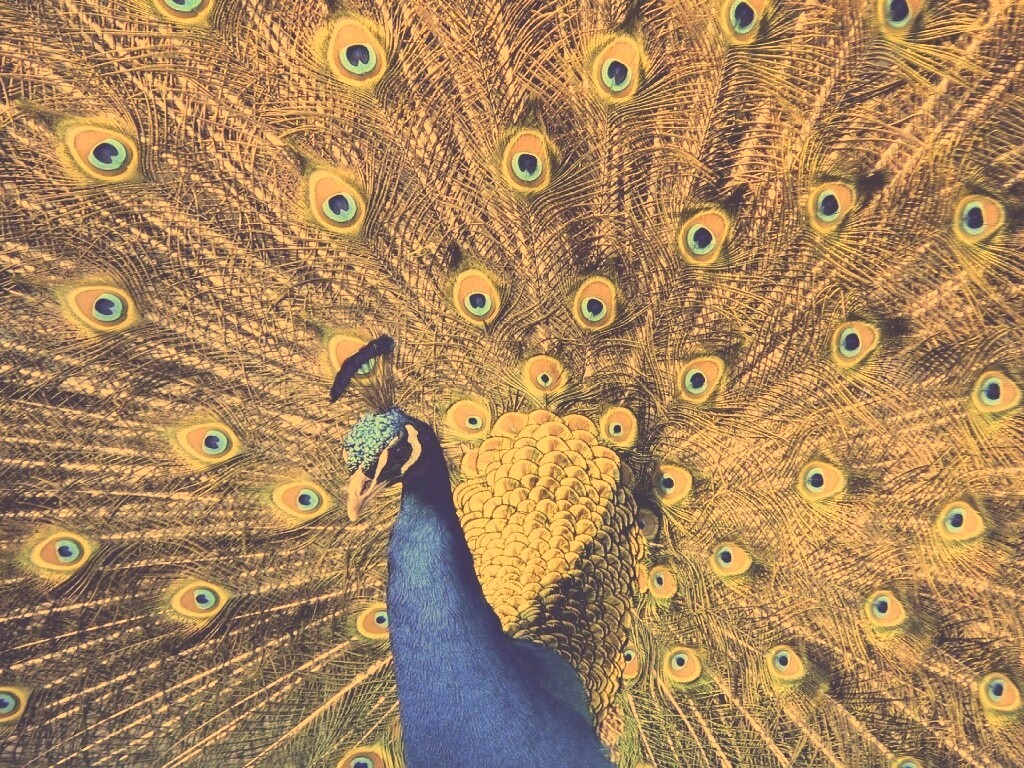 Павлин, говоришь... обои