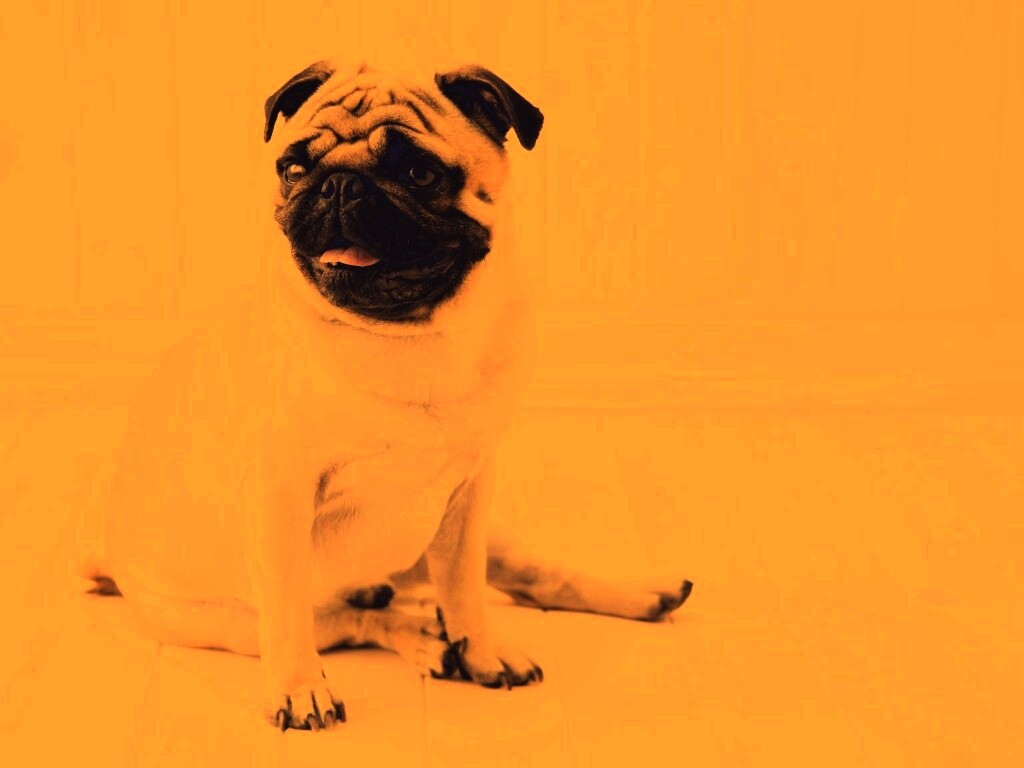 Симпатичный мопс на полу обои