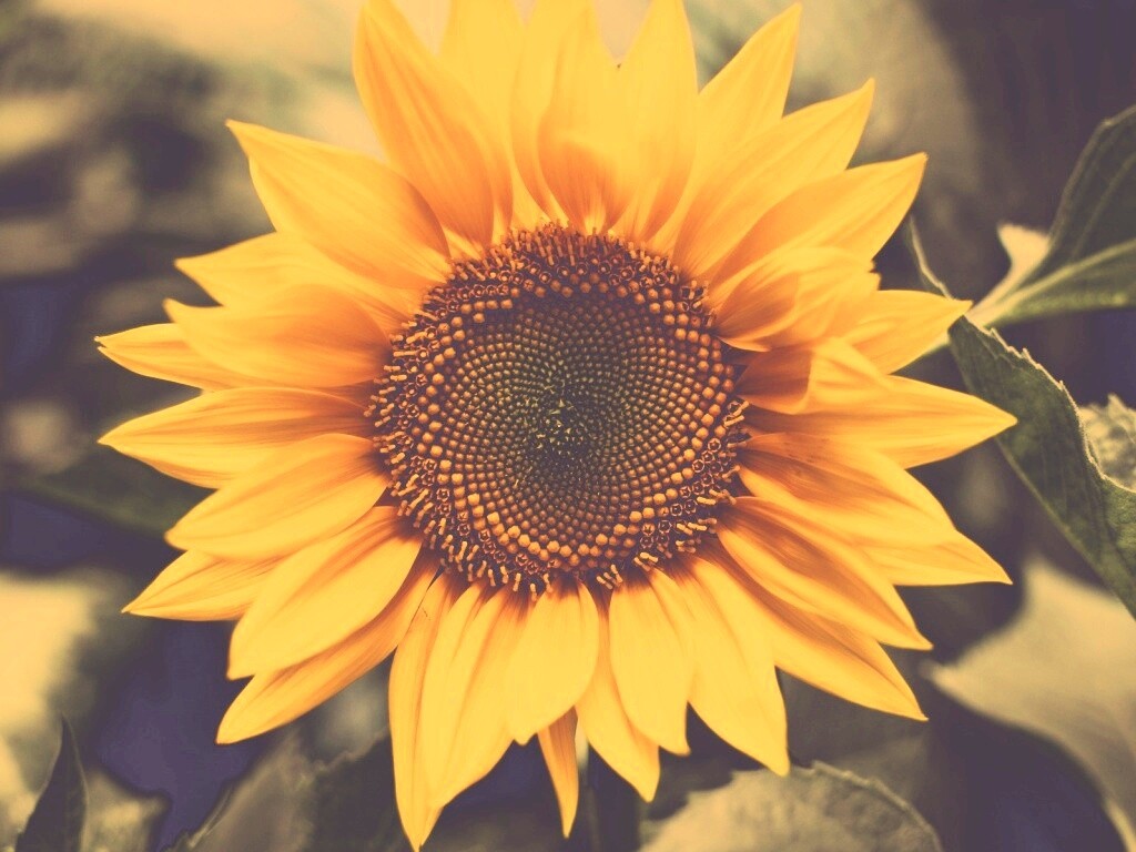 Подсолнух на поле обои