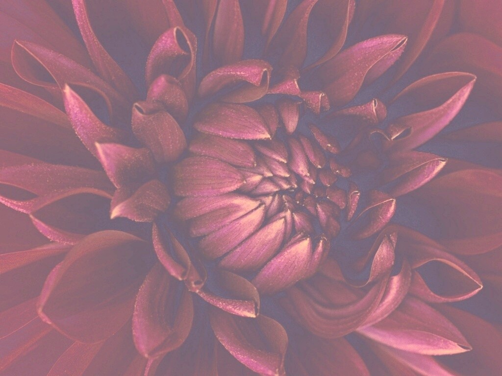 Цветок обои