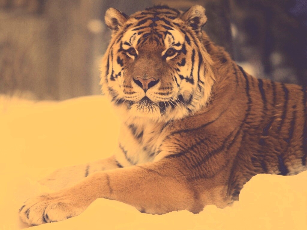 Тигр в снегу обои