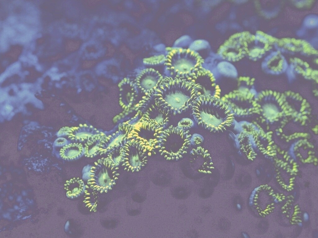 Морское дно обои