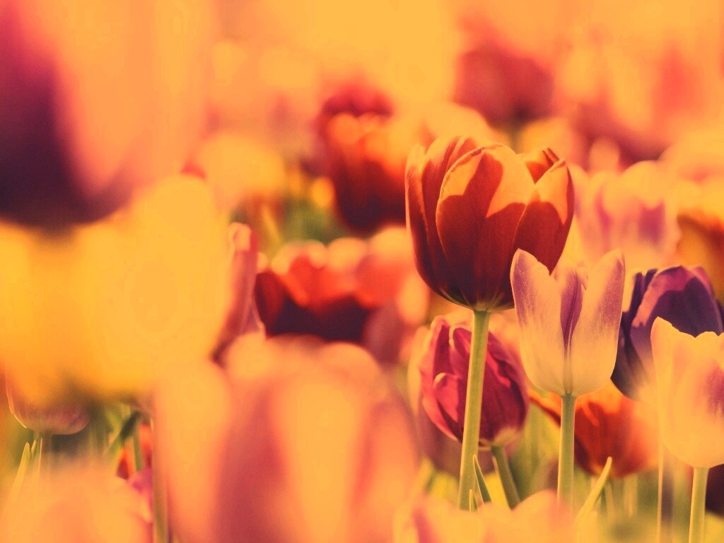 Красивые тюльпаны обои