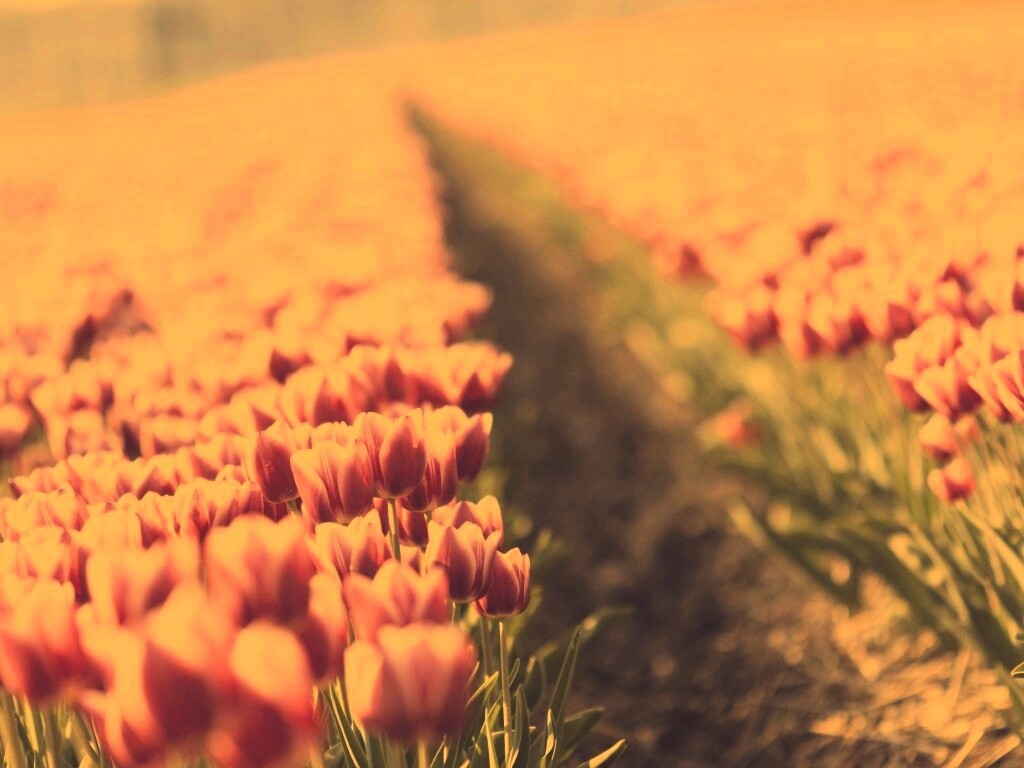 Тропинка в поле розовых тюльпанов обои