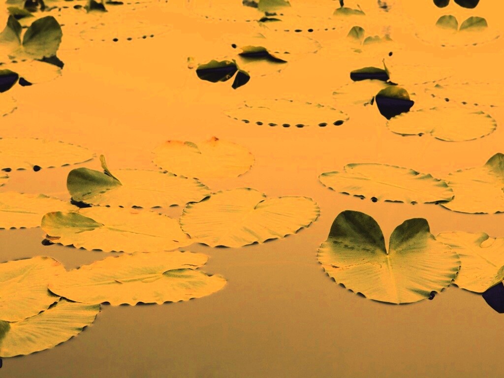 Плавающие листья обои