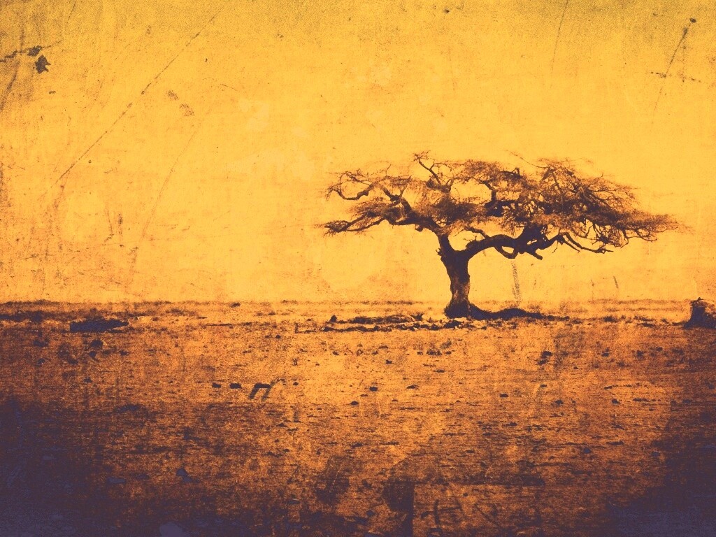 Гранжевое дерево в саванне обои
