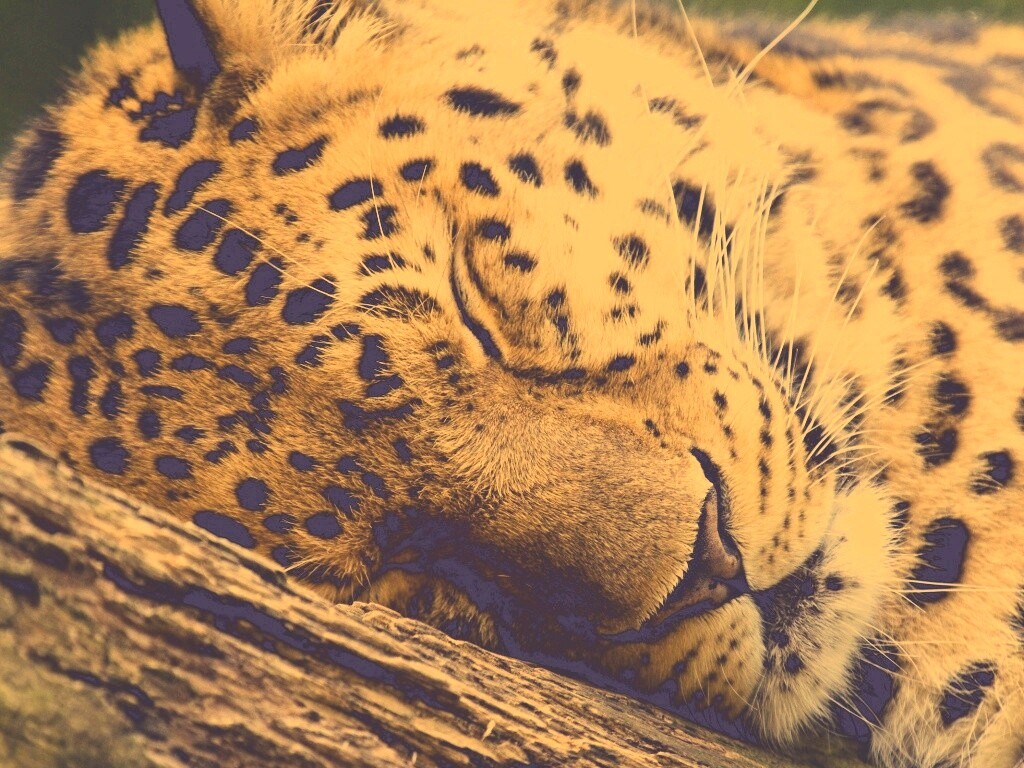 Спящий хищник обои