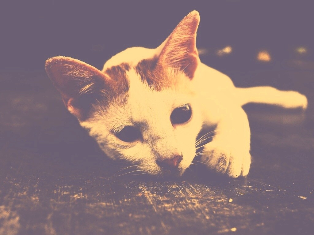 Белый кот на черном полу обои