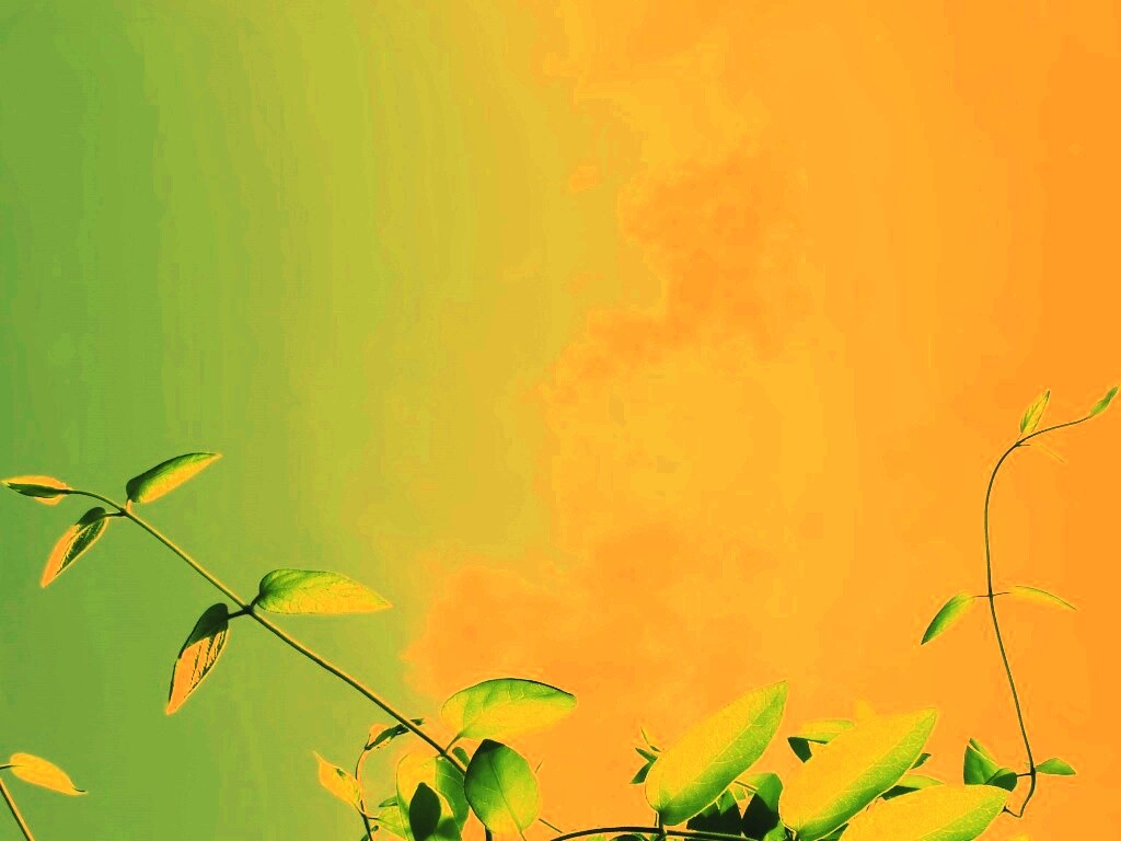 Зеленые ветви на фоне голубого неба обои