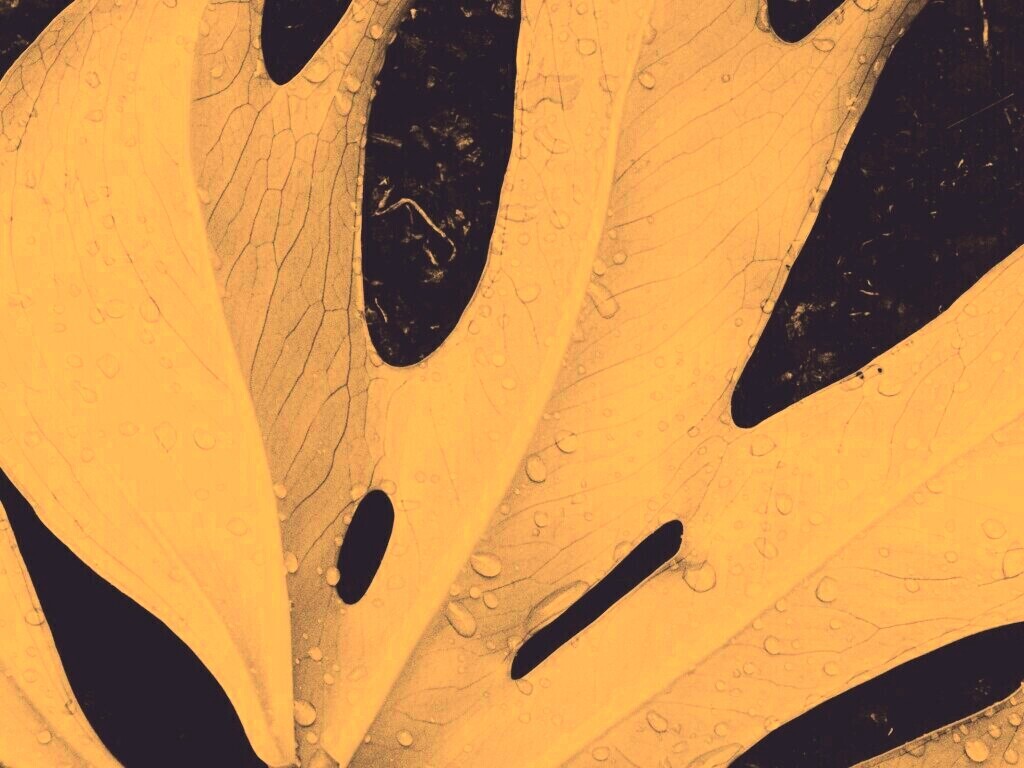 Белый лист обои