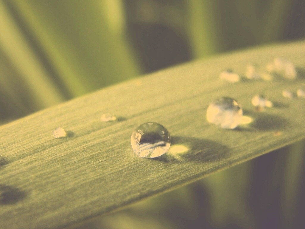 Капли росы на листе обои