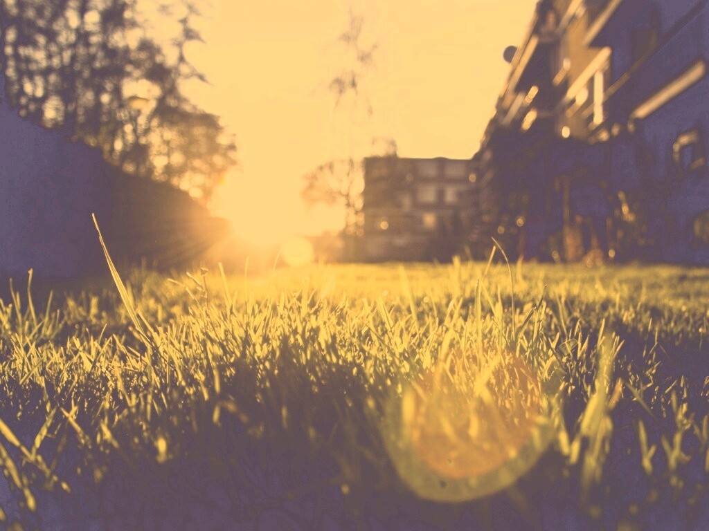 Трава во дворе обои