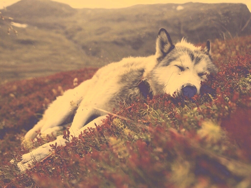 Лапа в цветах обои